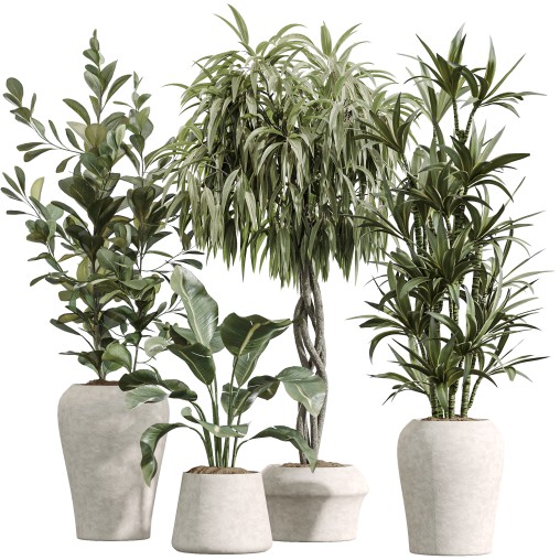 AV Indoor Plants Set 223 Ficus Binnendijkii Microcarpa Moclame Lemon Lime Cane ParadiseBird