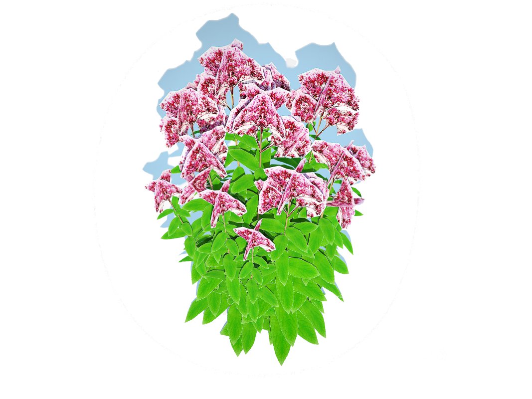 Eupatorium purpureum – Joe Pye Weed Image 4