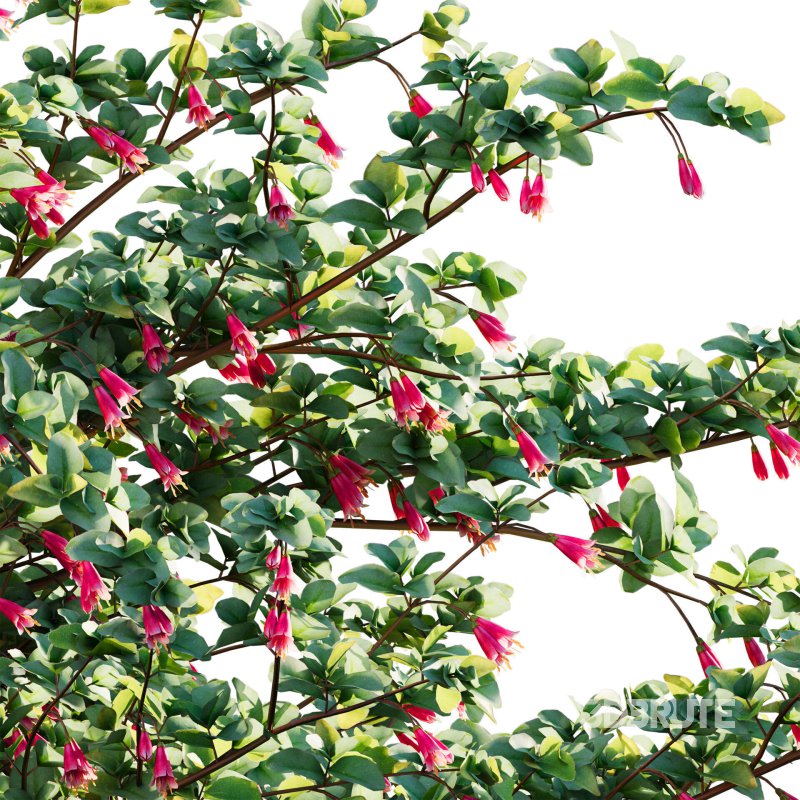 Correa reflexa – Native Fuchsia – Grevillea wilsonii 03 Image 4