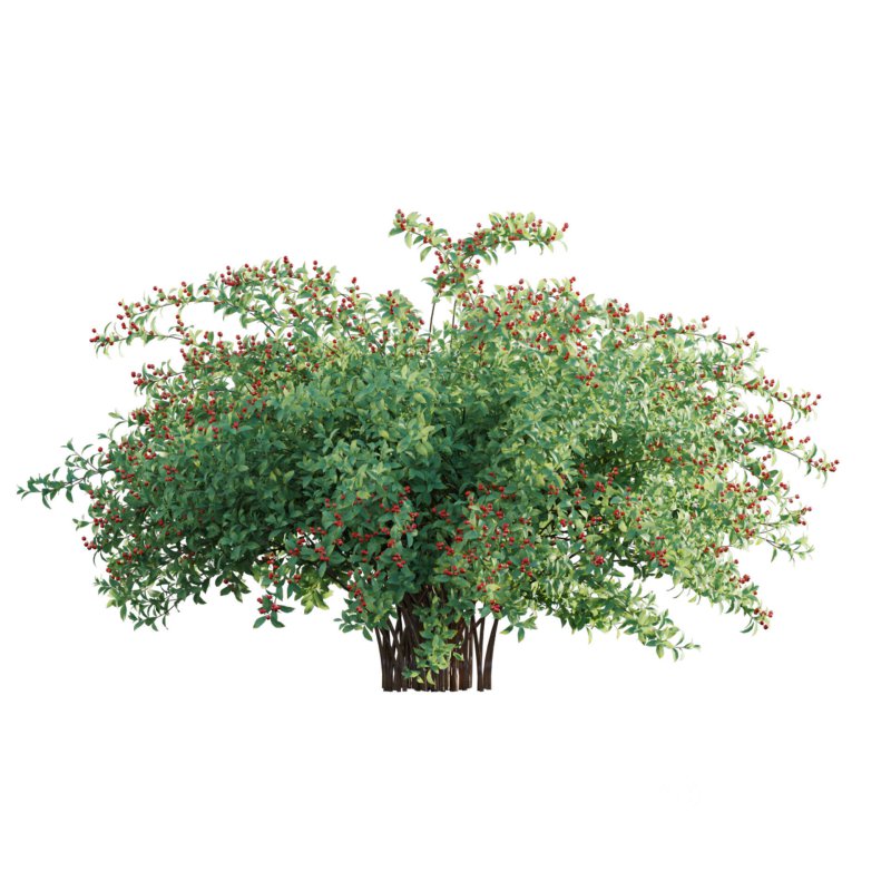 Ilex verticillata – Winterberry 01 Image 3