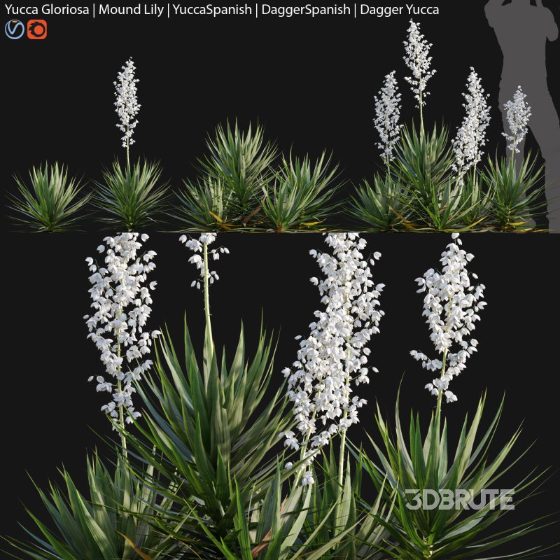 Yucca gloriosa – Mound Lily 01 Image 1