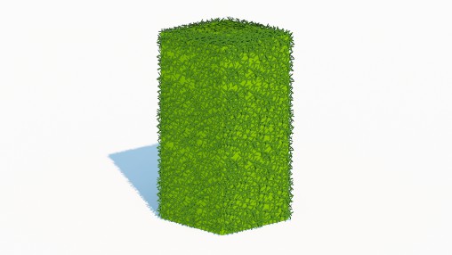 Taxus Media-Upright