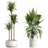 AV Indoor Plants Set 234 Areca Palm Lemon Lime Cane Dragon Zamiifolia Alocasia Eucalyptus - Thumbnail 4