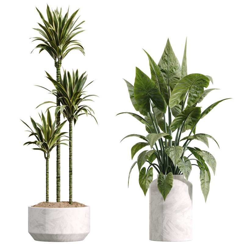 AV Indoor Plants Set 234 Areca Palm Lemon Lime Cane Dragon Zamiifolia Alocasia Eucalyptus Image 4