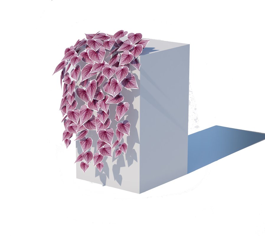 Ipomoea-Sweet Potato Vine Image 7