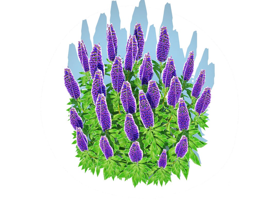 Echium candicans Image 3