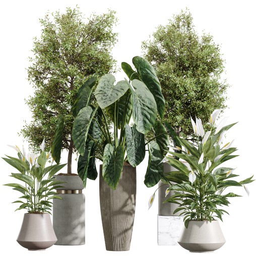 AV Indoor Plant Set 215 Mission Olive Spathiphyllum Lily Domino Alocasia Jardin Brisbanensis
