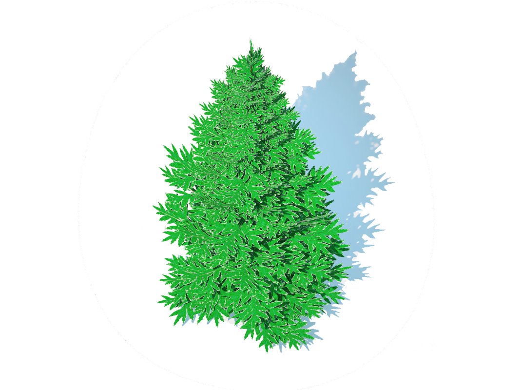 Abies Concolor – Silver Fir – Small Image 5