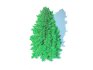 Abies Concolor – Silver Fir – Medium - Thumbnail 4