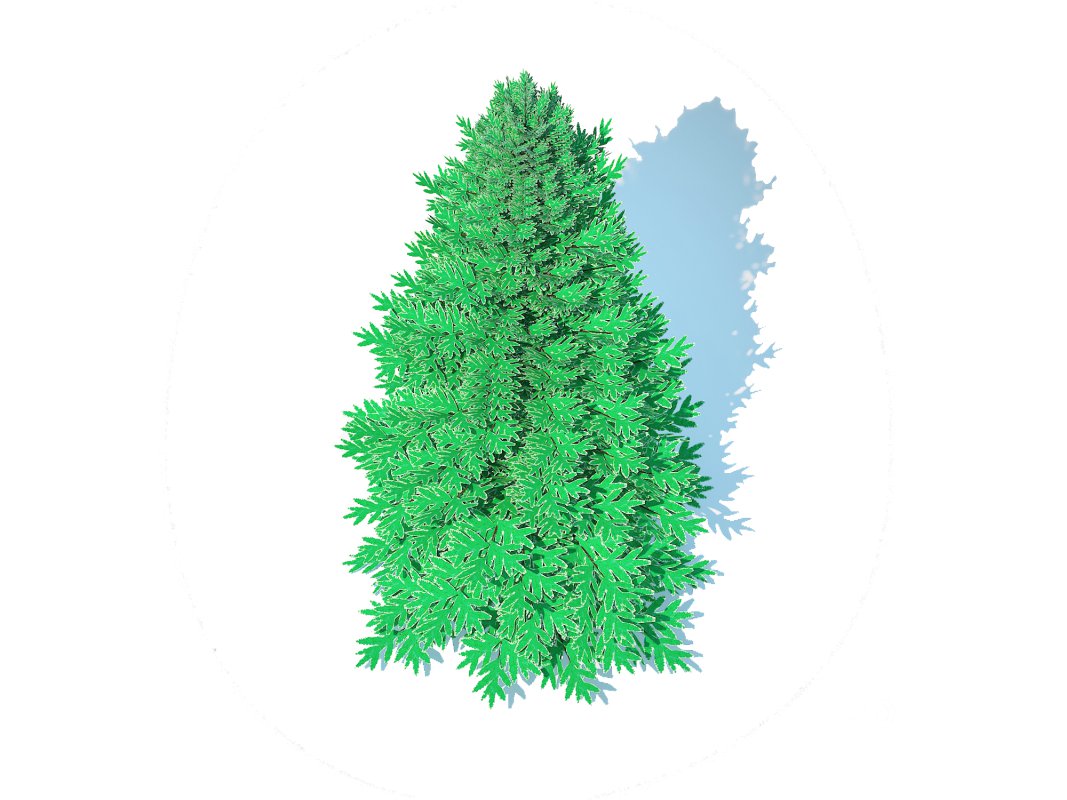 Abies Concolor – Silver Fir – Medium Image 4