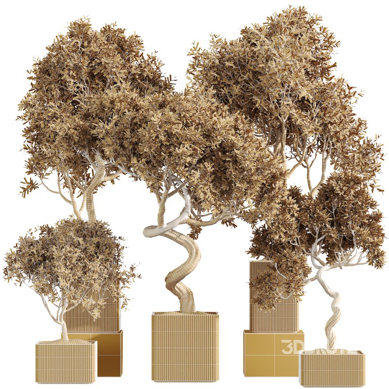 AV Indoor Plants Set 236 Mission Kalamata Leccino Arbequina Wilsonii Chemlali Olive Image 6