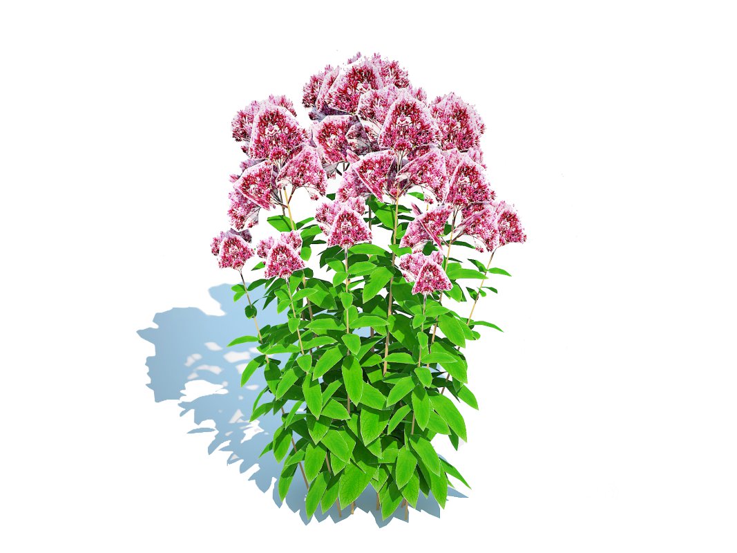Eupatorium purpureum – Joe Pye Weed Image 3
