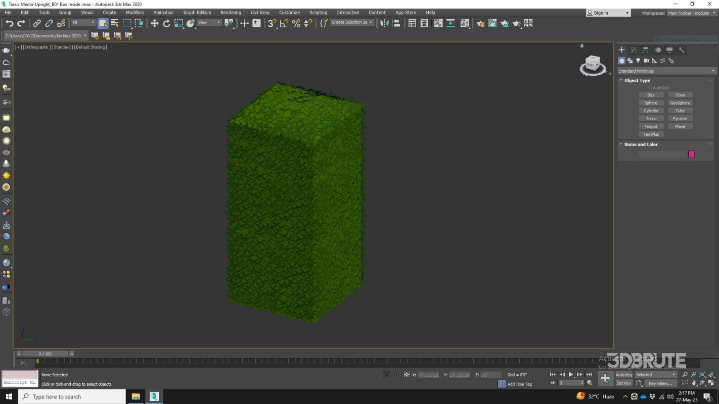 Taxus Media-Upright Image 6