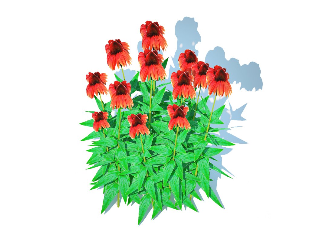 Echinacea Big Sky Sundown – Coneflower Image 4