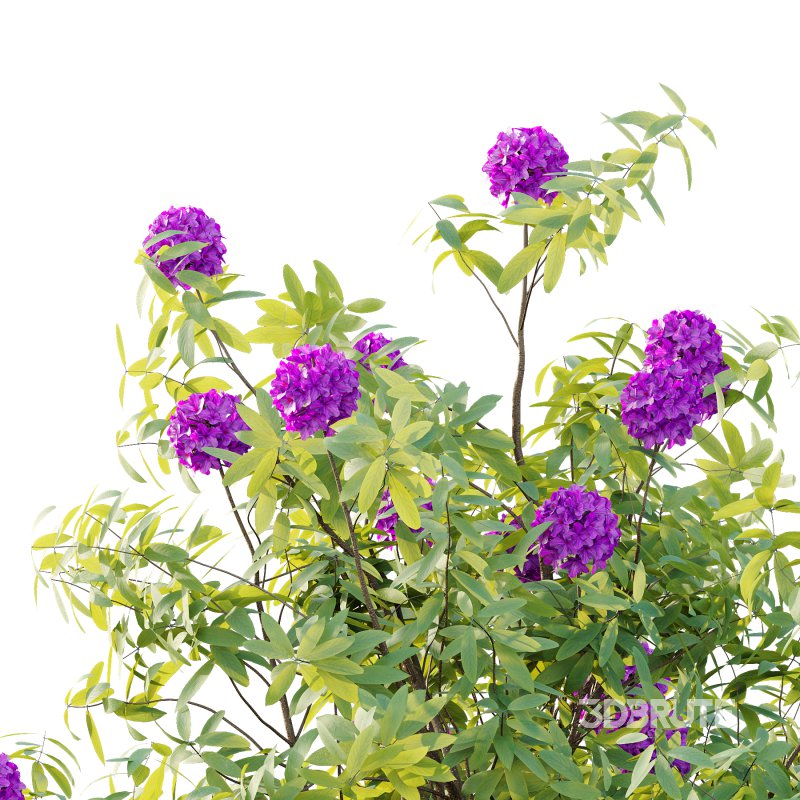 Rhododendron Arboreum Bush 07 Image 6