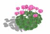 Pelargonium-Geranium-Pink - Thumbnail 1