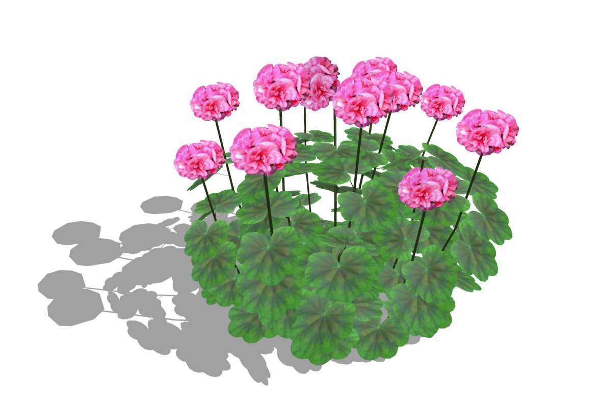 Pelargonium-Geranium-Pink Image 1