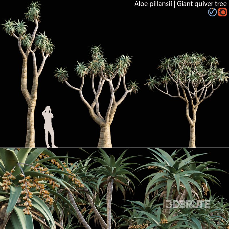 Aloe Pillansii, Aloidendron Pillansii – Giant Quiver Tree, Bastard Quiver Tree – 01 Image 1