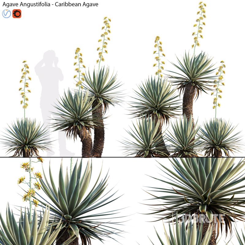 Agave Angustifolia – Caribbean Agave – 02 Image 1