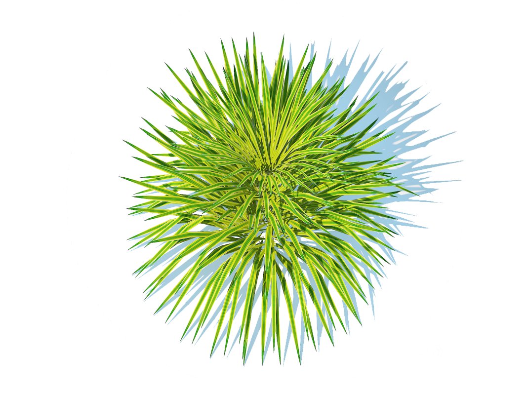 Hakonechloa – forest grass Image 4