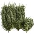 bush plants set - Thumbnail 2