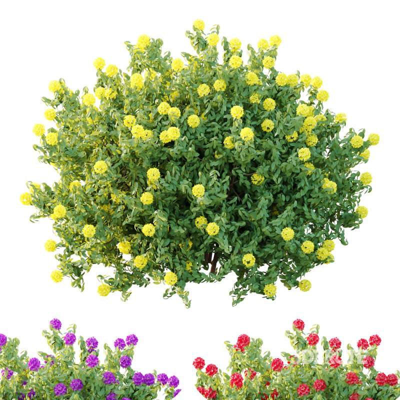 Rhododendron Arboreum Bush 05 Image 4