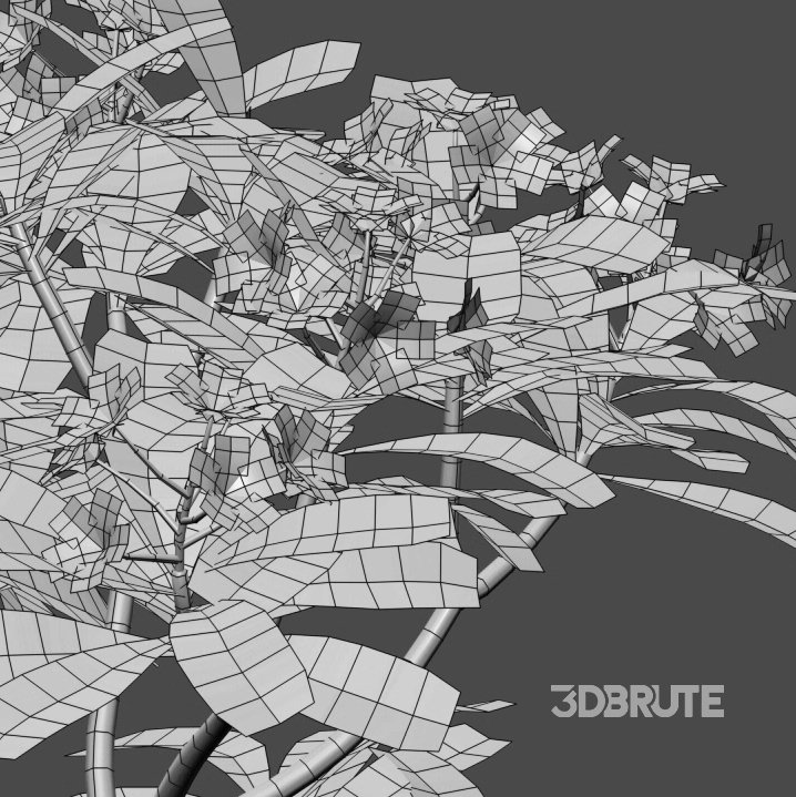 Plumeria Obtusa – White Frangipani – 01 Image 3