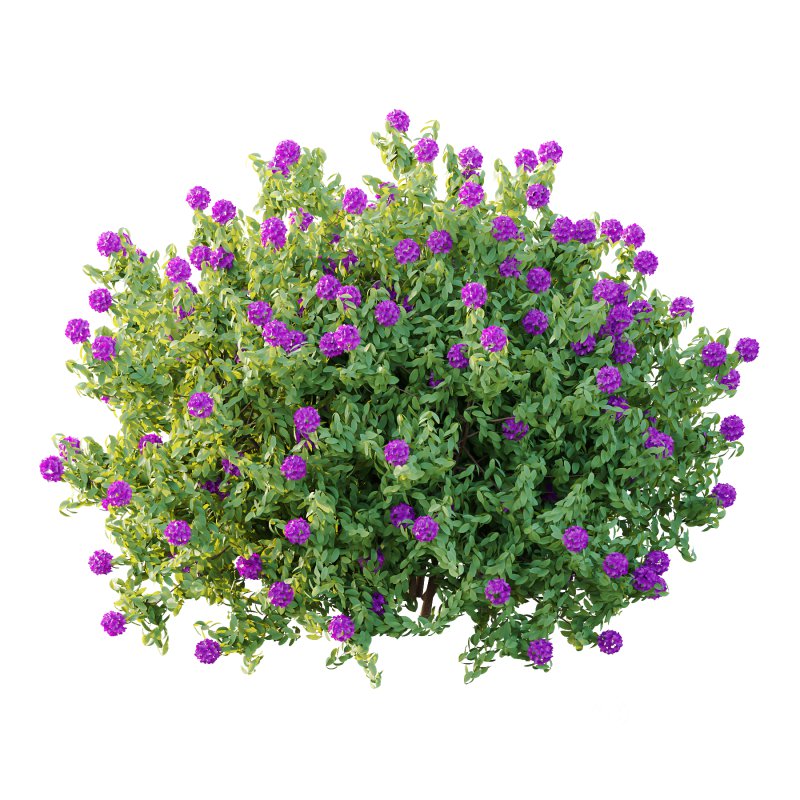 Rhododendron Arboreum Bush 05 Image 1