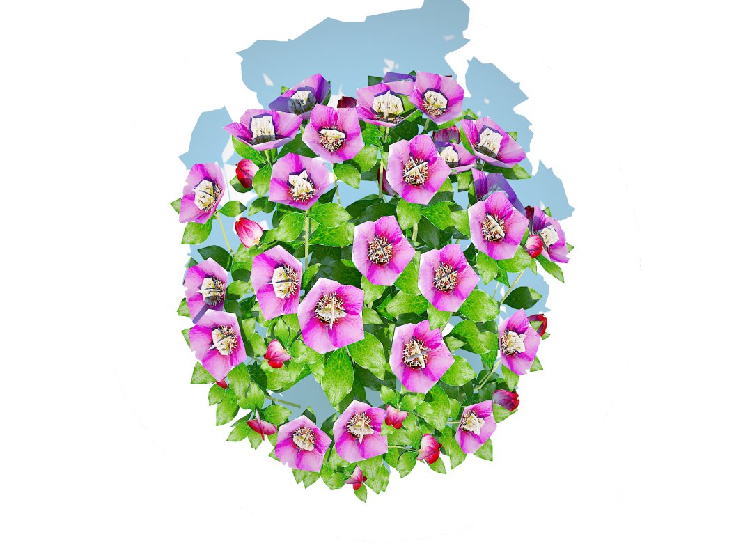 Helleborus orientalis – Lenten rose Pink Image 2
