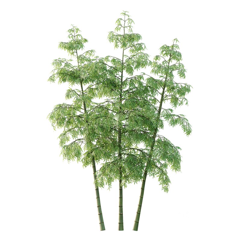 Bamboo Bambusoideae Tree 06 Image 1