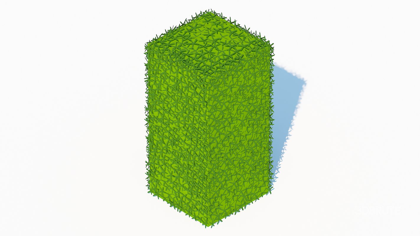 Taxus Media-Upright Image 3