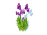 Iris germanica – Purple Bearded Iris - Thumbnail 4