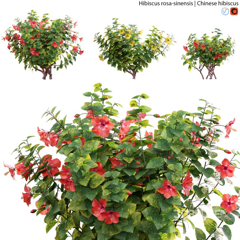 Chinese hibiscus – Hibiscus rosa-sinensis – 02 Image 1