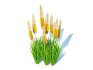 Eremurus – Foxtail Lily_Yellow - Thumbnail 5