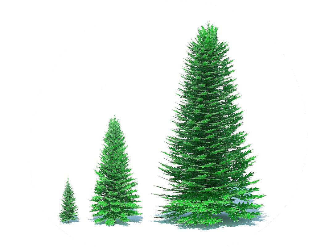 Abies Concolor – Silver Fir -3 Sizes Image 5