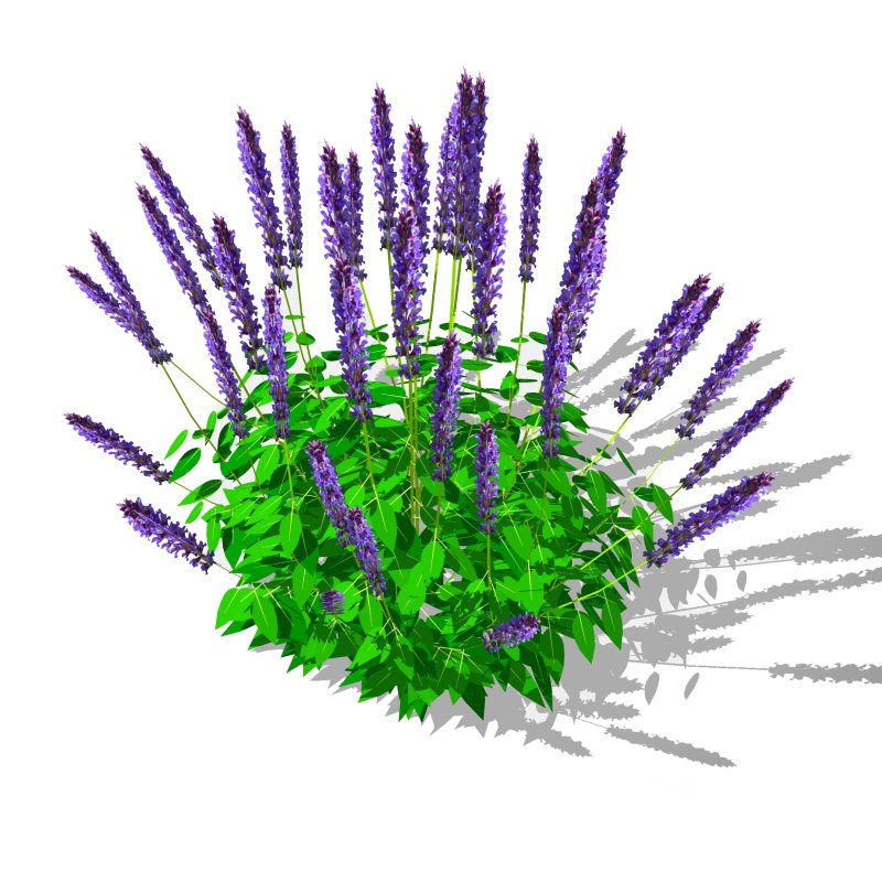 Salvia Image 4