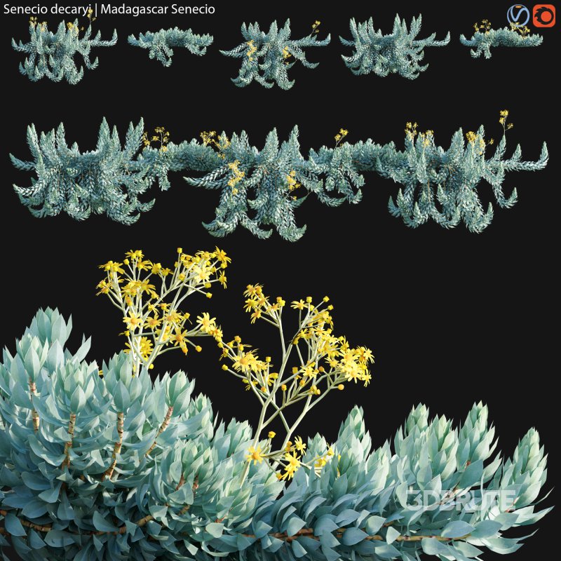 Senecio decaryi – Madagascar Senecio – 02 Image 1