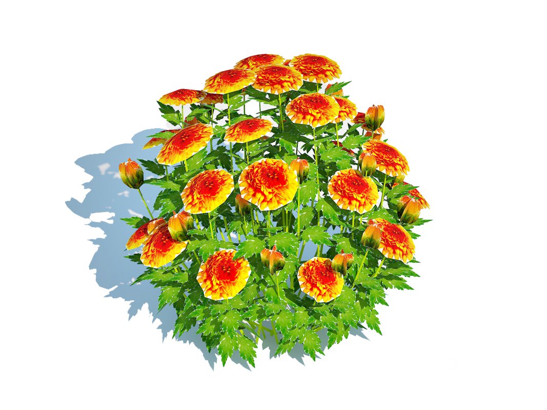 Chrysanthemum – Hardy Mum_orange Image 5
