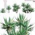 Agave attenuata – Fox tailail – 01 - Thumbnail 1