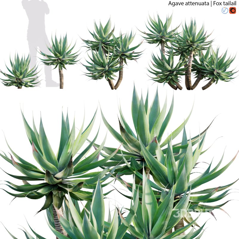 Agave attenuata – Fox tailail – 01 Image 1