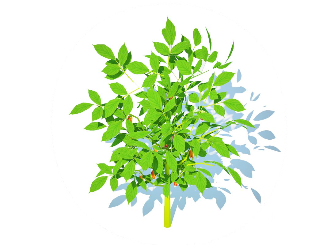 Bell Pepper-orange Image 5