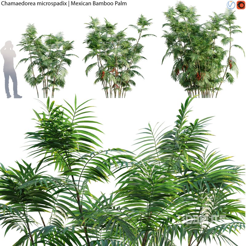 Chamaedorea microspadix – Mexican Bamboo Palm – 02 Image 1