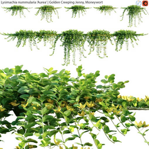 Lysimachia nummularia – Golden Creeping Jenny – Moneywort – 02