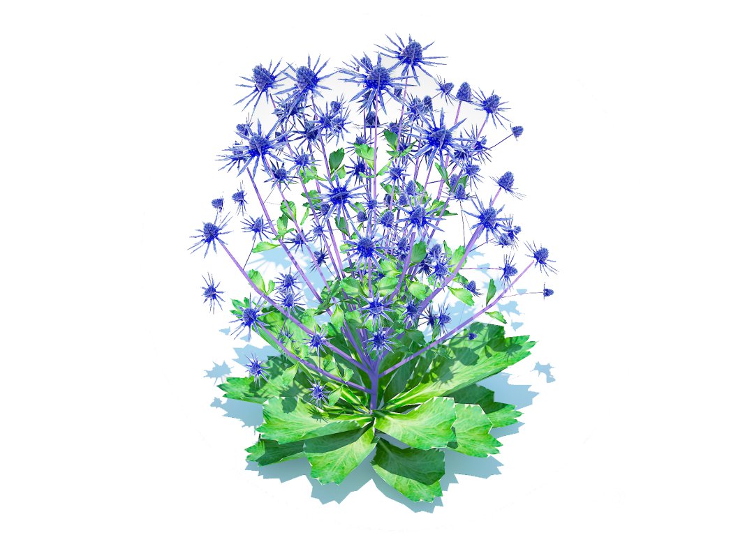 Eryngium planum – Sea Holly Image 2