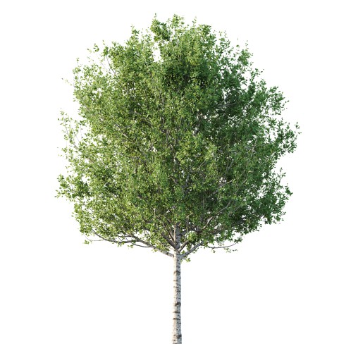 Betula Pendula Tree 06