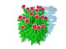 Dianthus chinensis - Thumbnail 2