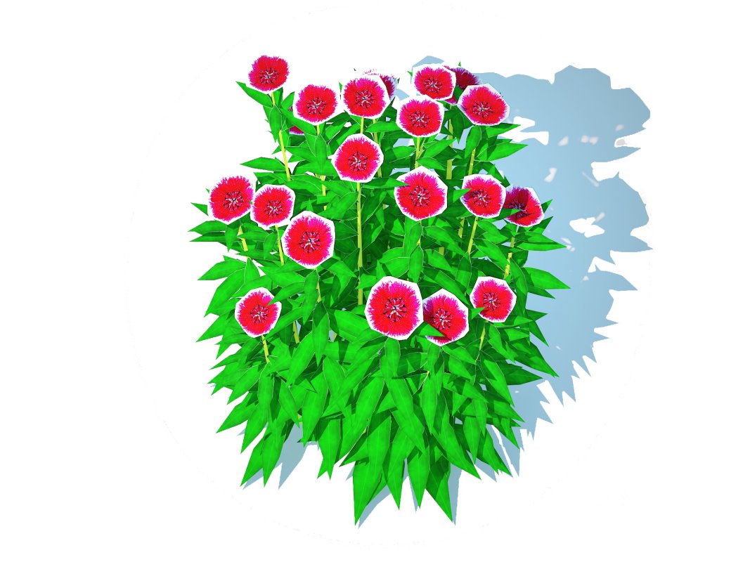 Dianthus chinensis Image 2