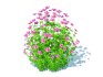 Geramium – pink cranesbill - Thumbnail 3