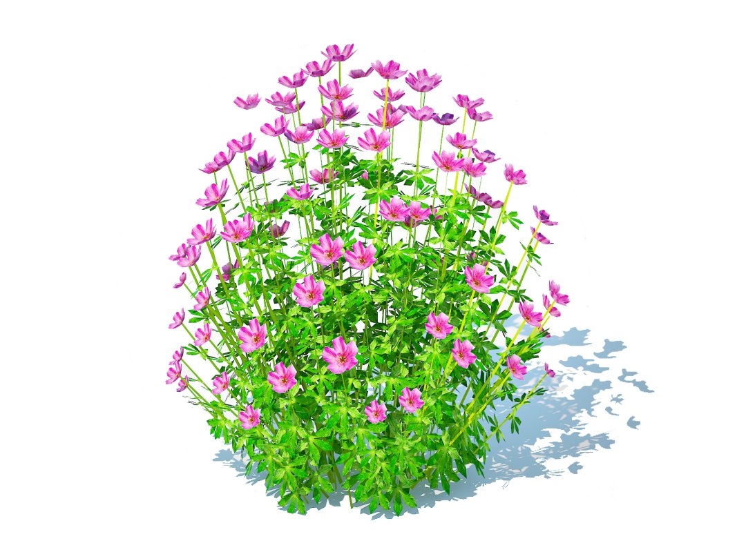 Geramium – pink cranesbill Image 3