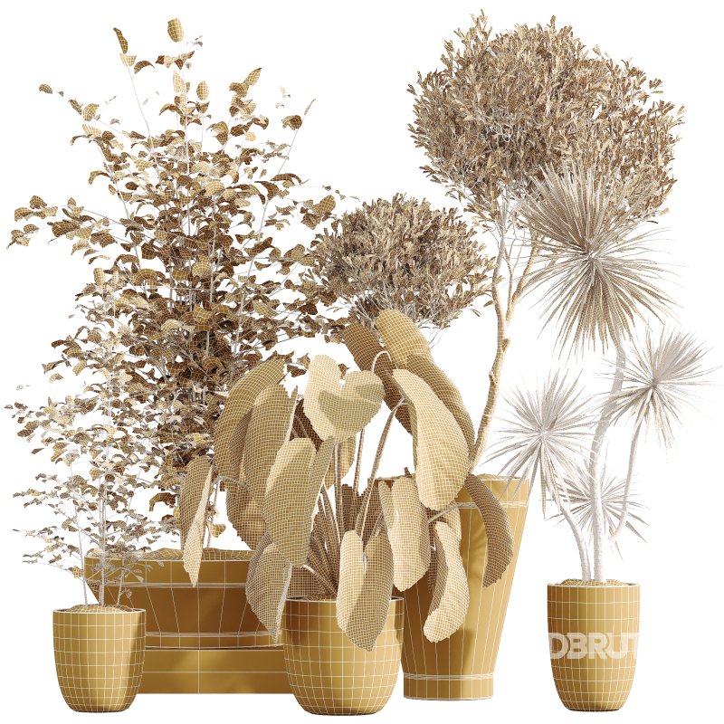 AV Indoor Plants Set 226 Mission Olive and Alnus Glutinosa Alder and Yucca Aloifolia Palm and Cunjevoi Alocasia Jardin Image 7